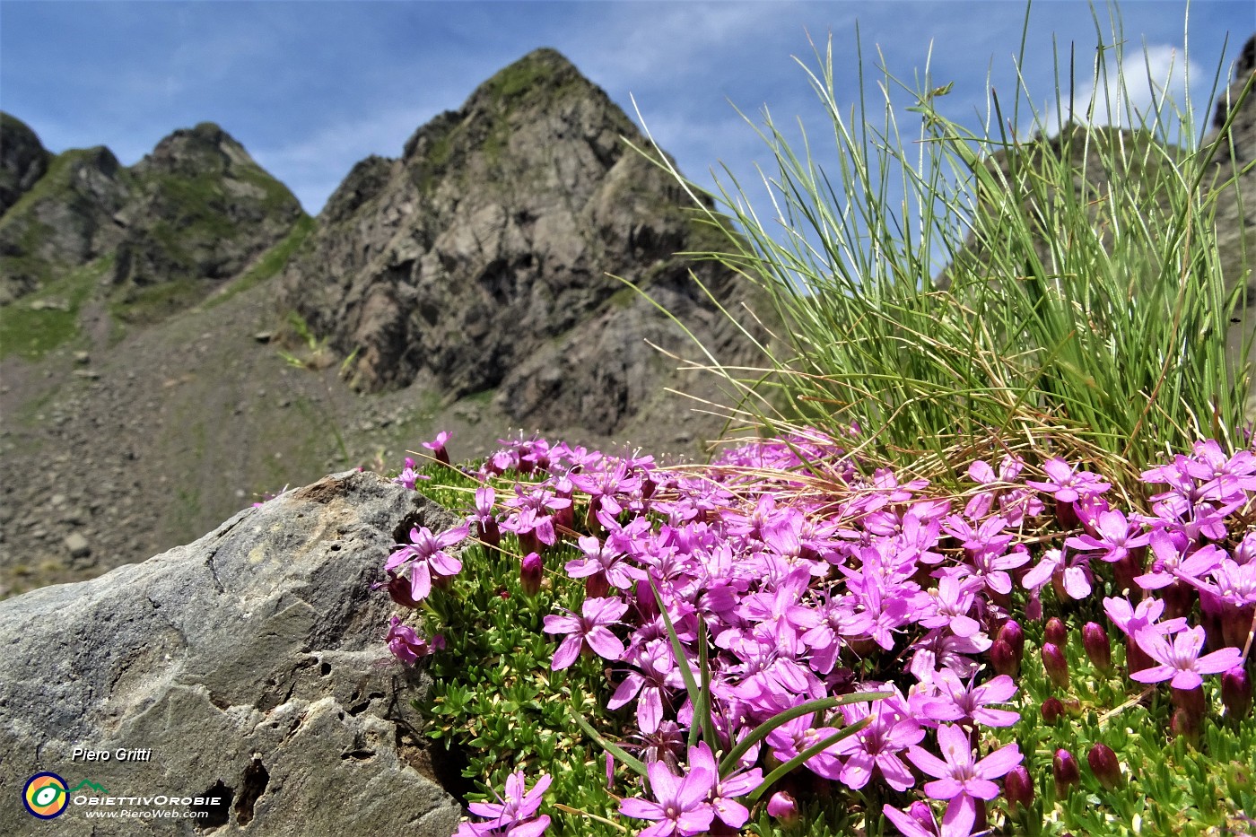 44 Silene a cuscinetto (Silene acaulis) per il Pizzo di Trona.JPG